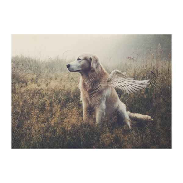 Picture of SYMPATHY CARDS W/ENV Canine Beyond 5in x 7in - 10/pk