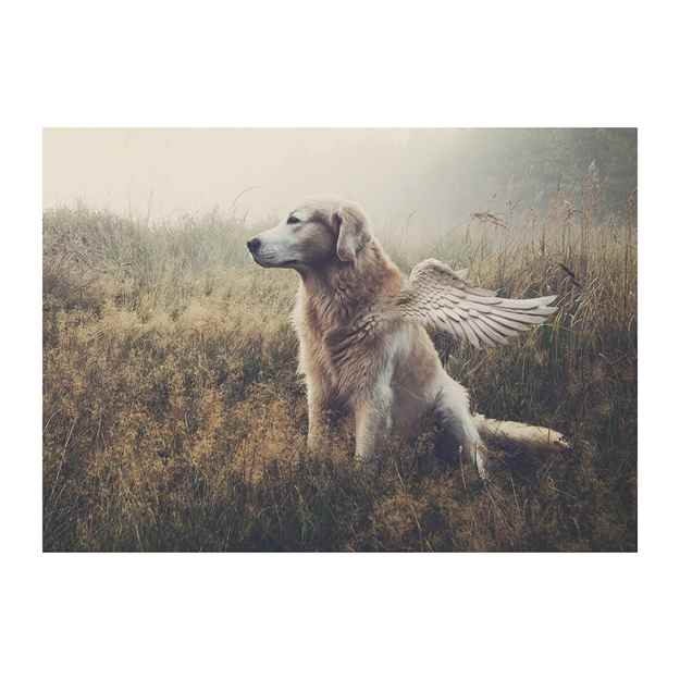 Picture of SYMPATHY CARDS W/ENV Canine Beyond 5in x 7in - 10/pk