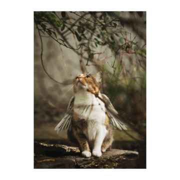 Show details for SYMPATHY CARDS W/ENV Feline Au-delà 5in x 7in - 10/pk Picture of SYMPATHY CARDS W/ENV Feline Au-delà 5in x 7in - 10/pk