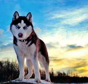 Picture for category Everything Dog