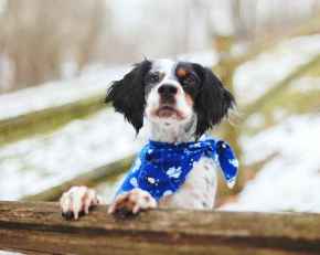 Picture for category Canine