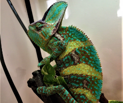 Picture for category Exotics