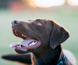 Picture for category Canine