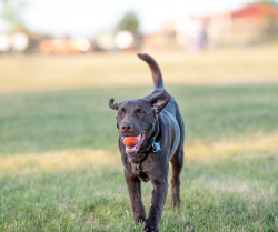 Picture for category Supplements