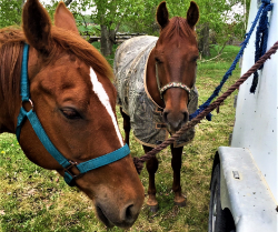 Picture for category Equine