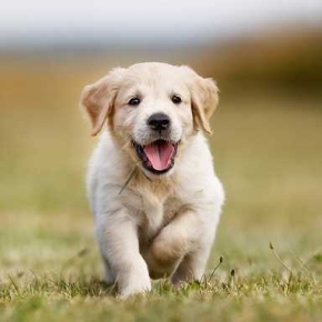 Picture for category Canine