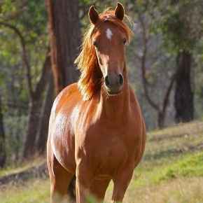 Picture for category Equine