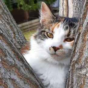 Picture for category Feline