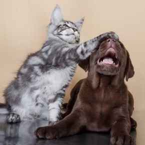 Picture for category Pet Supplies