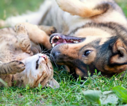 Picture for category Pet Supplies