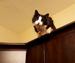 Picture for category Feline