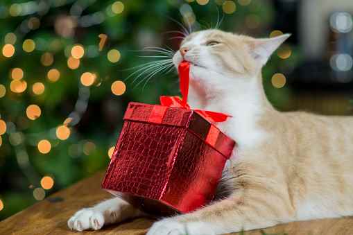 Picture for category Cat Holiday Toys