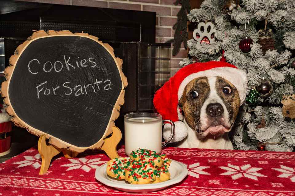 Picture for category Canine Treats