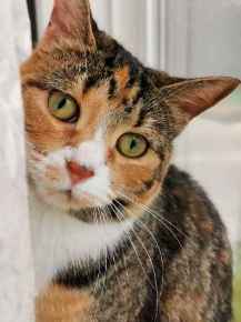 Picture for category Feline