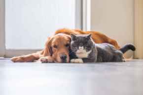 Picture for category Behavior Modification/Anxiety
