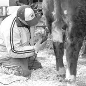 Picture for category Clippers/Blades