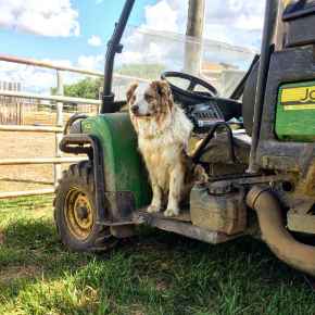 Picture for category Canine