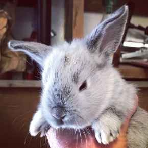 Picture for category Exotics