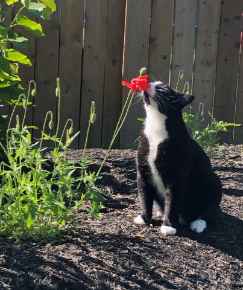 Picture for category Feline