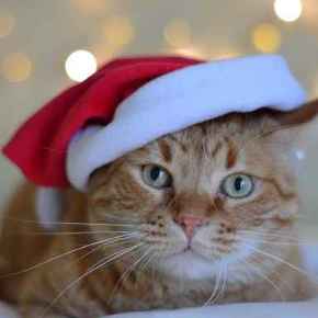 Picture for category Christmas