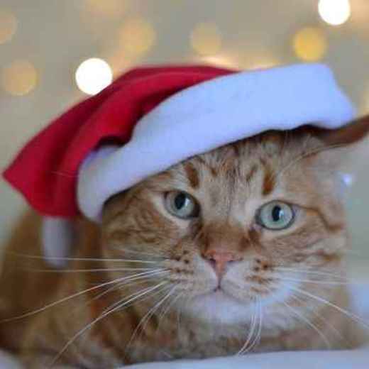 Picture for category Christmas