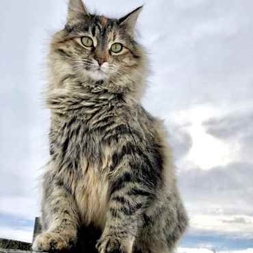 Picture for category Outdoor Cat