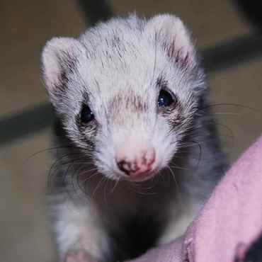 Picture for category Ferret Products