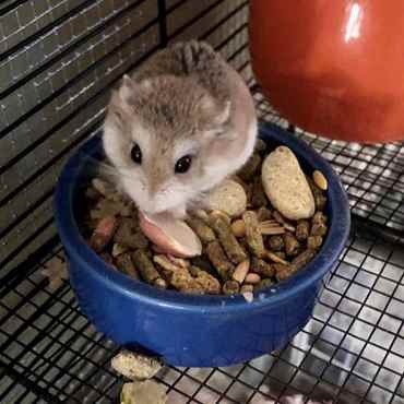 Picture for category Other Exotic Animal Products