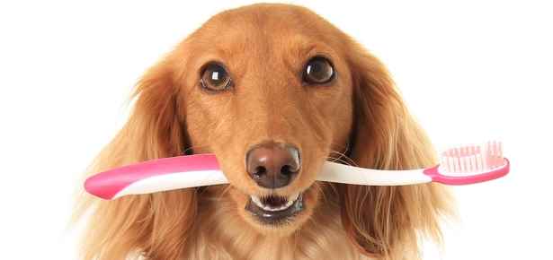 Picture for category Canine Dental Health Care
