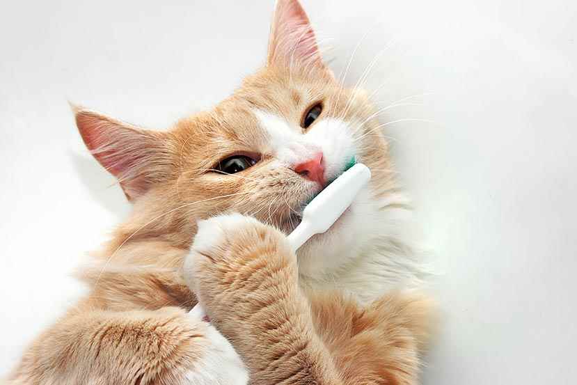Picture for category Feline Dental Health Care