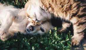 Picture for category Dietary Supplements