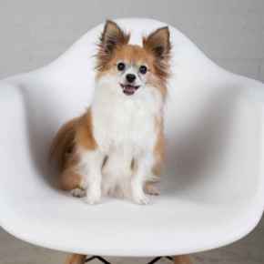 Picture for category More Great Pet Products!