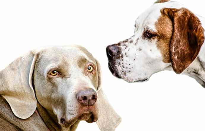 Picture for category Dog Food
