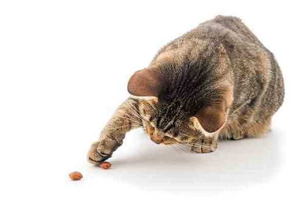 Picture for category Cat Treats