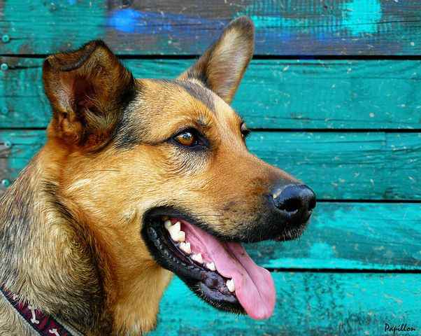 Picture for category Dental Treats
