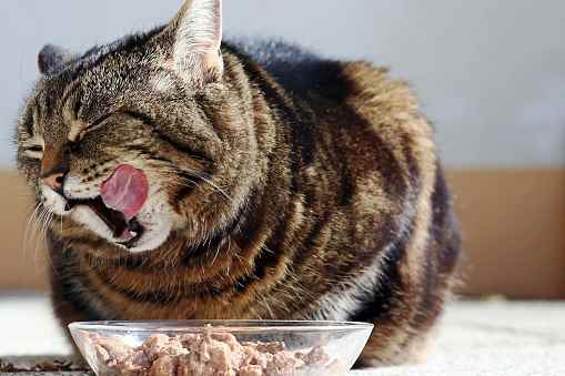 Picture for category Therapeutic  Treats