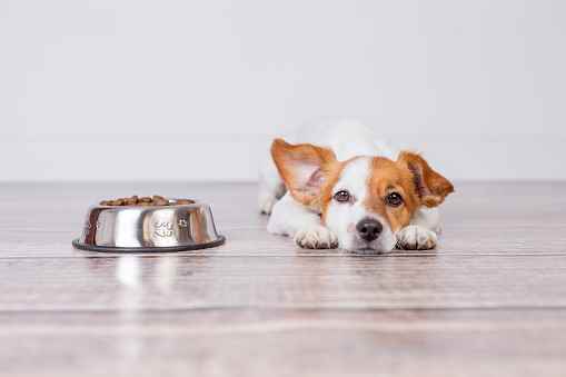 Picture for category Puppy Diets