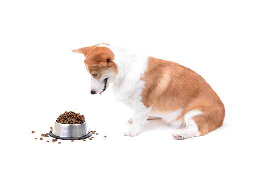 Picture for category Gastro Intentional Diets