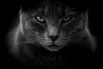 Picture for category Urinary Feline Diets