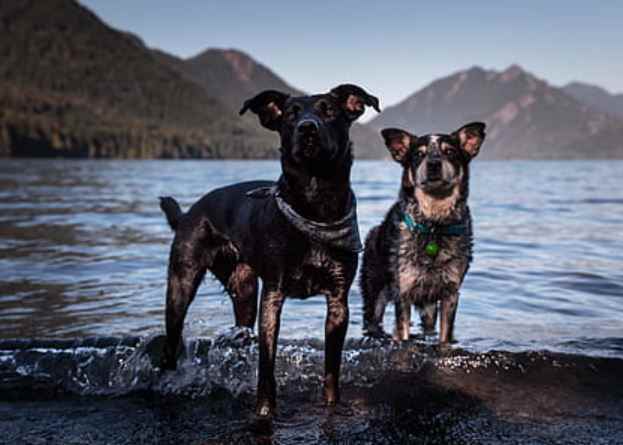 Picture for category Urinary Canine Diets