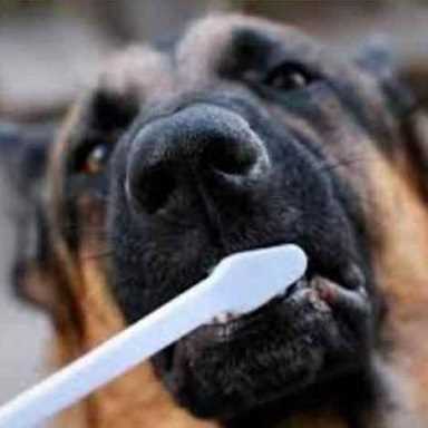 Picture for category Canine Oral Health Products