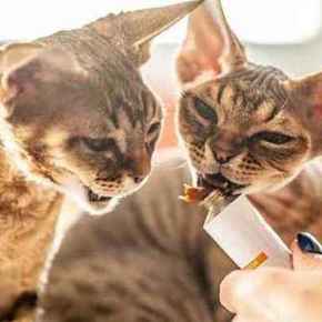 Picture for category Feline Dental Products