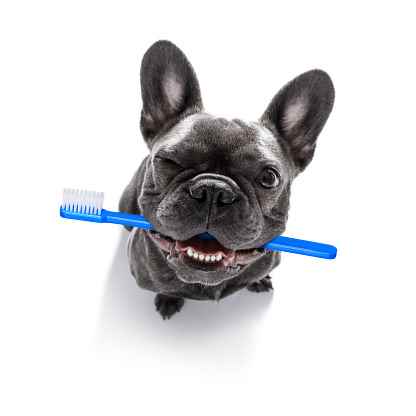Picture for category Dental
