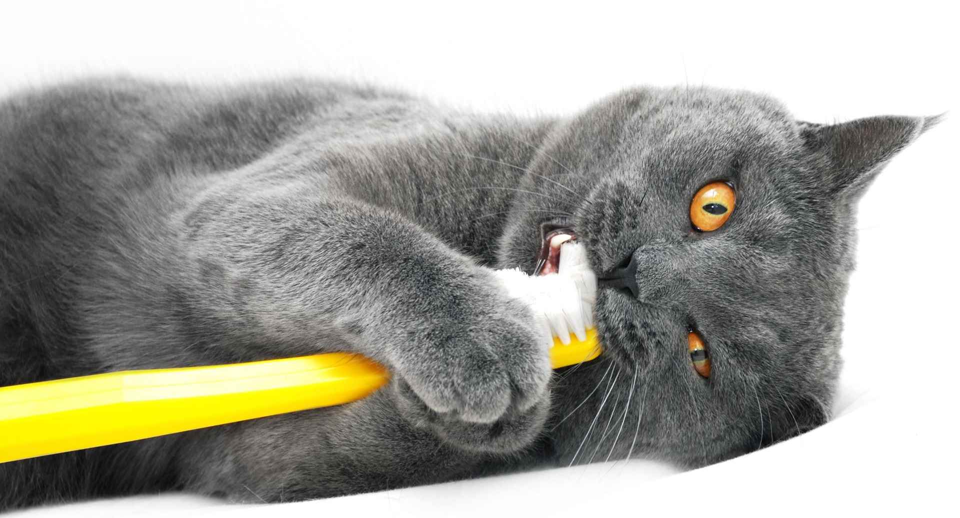 Picture for category Dental