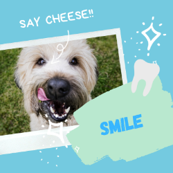 Picture for category Pet Dental Health Month