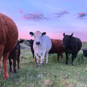 Picture for category Bovine Products