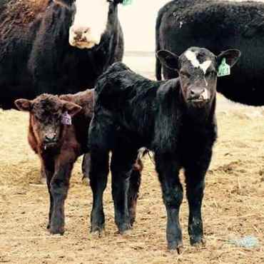 Picture for category Calf Supplies