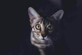 Picture for category Feline