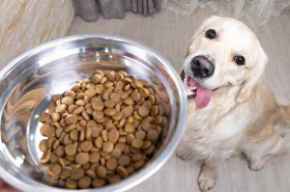 Picture for category Dog Food