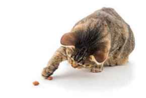 Picture for category Cat Food